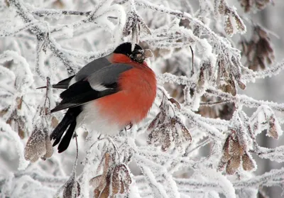 городские птицы | Wild Nature Photo