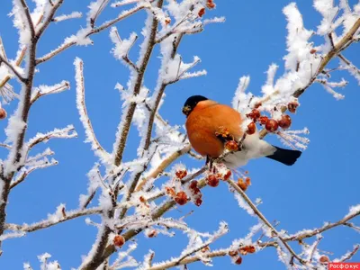 Жители Удмуртии смогут принять участие в акции по подкормке птиц в зимний  период | 01.12.2023 | Ижевск - БезФормата