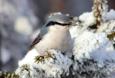 Интересные факты о Зимующих Птицах - YouTube