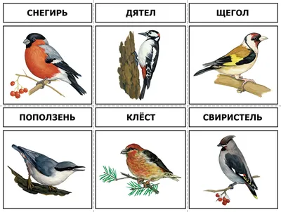 Общешкольное мероприятие \"Покормите птиц зимой\"