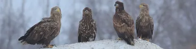 Зимующие птицы ульяновской области фото фотографии