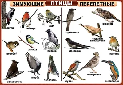 Приюту «Птичий остров» требуется помощь неравнодушных волгоградцев