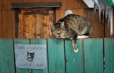 Уникальные фото Злой кошки для скачивания