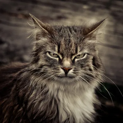Живые фото злой кошки, доступные для бесплатного скачивания
