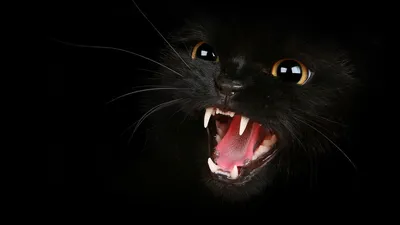 Фотография злой кошки с эффектным фоном