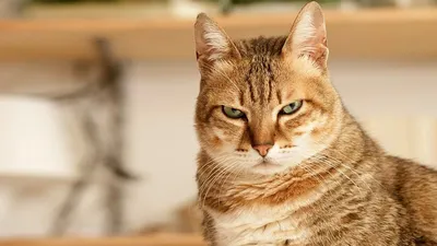 Оригинальные фото злой кошки для вашего выбора