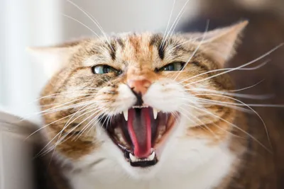 Фотография злой кошки с прекрасным фоном