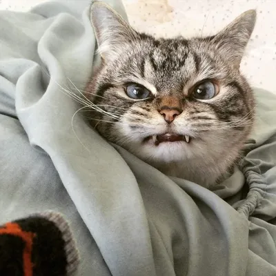Лучшие фото злой кошки на ваш выбор