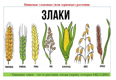 злаки картинка | МАУДО \"Дворец творчества\"