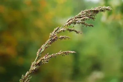 Холодорастущие злаки - виды и сорта ~ GreenMarket