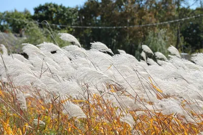 Семейство злаки (Poaceae) | это... Что такое Семейство злаки (Poaceae)?