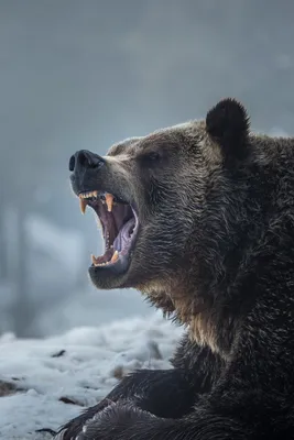 Злой медведь фотографии