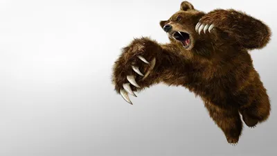 Медведь в агрессивной позе - фото jpg для фона