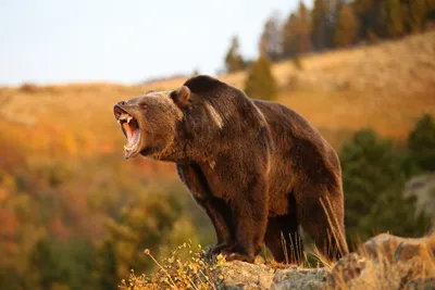Фото Злой медведь - выберите размер изображения для скачивания
