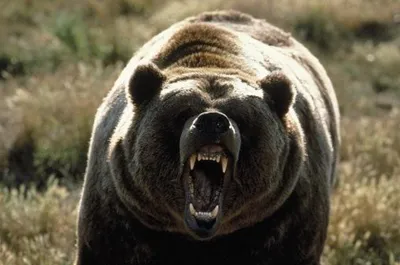 Фото Злой медведь - выберите формат и качество скачивания