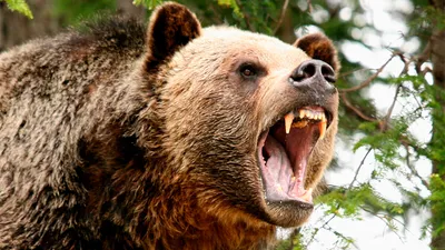 Фото Злой медведь для фона рабочего стола - скачать png