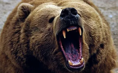 Злобный медведь на фотографии в формате webp