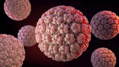 ВПЧ и рак: роль ВПЧ в развитии онкологии, какие виды рака может вызвать  ВПЧ, профилактика заражения ВПЧ и ВПЧ-ассоциированного рака