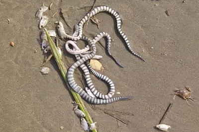 В Таиланде на пляжах Пхукета появились ядовитые змеи