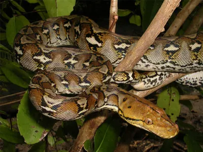 Змеи, пойманные на Пхукете, отпущены в джунгли - union.travel