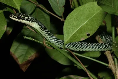 Как справляться со змеями на Пхукете - Home In Phuket
