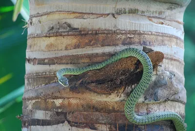 Ядовитые змеи и другая опасная нечисть в Таиланде - Страница 69 • Форум  Винского