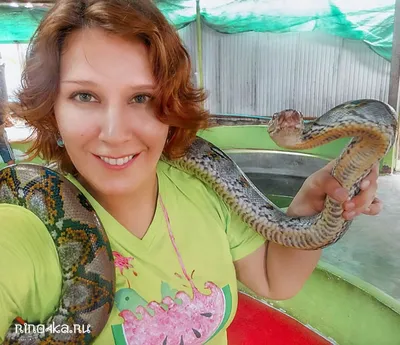 Змеи Таиланда с фото и названиями - ядовитые и опасные, зелёные, морские,  на Пхукете и в Паттайе