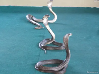 Змеиная ферма (Тайланд, Пхукет) - «Шоу со змеями: прыгающие змеи, поцелуй  кобры, сцеживание яда на расстоянии вытянутой руки. » | отзывы