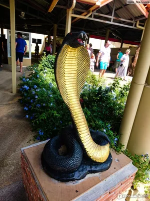Змеиная ферма (Тайланд, Пхукет) - «Экскурсия на змеиную ферму в Тайланде в  подарок! Брызги яда, кровь кобры, поцелуй со смертью и что будет, если  положить змее палец в рот. Настойка со змеиным