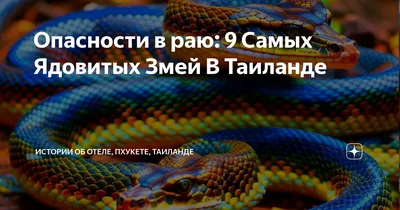 Опасности в раю: 9 Самых Ядовитых Змей В Таиланде | Истории об отеле,  Пхукете, Таиланде | Дзен