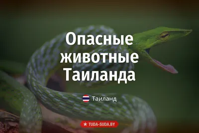 ЗМЕЯ ВОЗДЕ ДОМА! Змеи Таиланда и Пхукета, Опасны ли Они? Тайлинд, Пхукет  2017 - YouTube