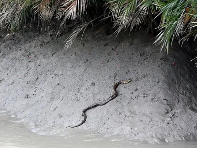 Ядовитые змеи появились на пляжах Таиланда - NEWS.ru — 11.09.18