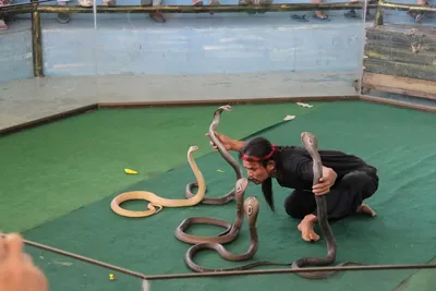 Таиланд. Пхукет. Шоу со змеями. / Snake show Phuket, Thailand. -  «Королевская кобра - одна из самых опасных змей на планете. Шоу змей. Пхукет.  Таиланд.» | отзывы