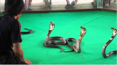 Местные жители молятся голубой змее на северо-востоке Таиланда -  union.travel