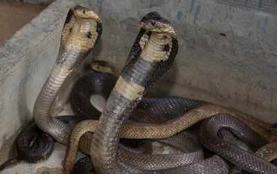 Змеи в Тайланде: я встретил 6 штук - Site2max
