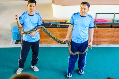 Опасные создания на Пхукете, и как избежать встречи с ними - Home In Phuket