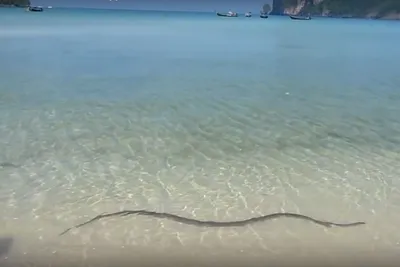 Ядовитые змеи обнаружены на пляжах Пхукета | Пхукет, Пляж, Туризм