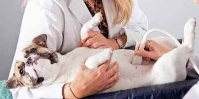 Гипотиреоз у собак, симптомы и способы профилактики