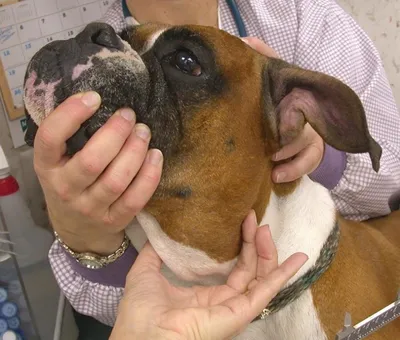 Опухоль (рак) щитовидной железы у собаки: признаки, лечение, фото