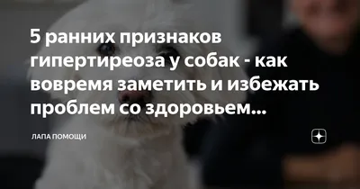 Ученые Университета Пердью выяснили, что у собак хозяев-курильщиков в 6 раз  повышен риск рака | DOCTORPITER