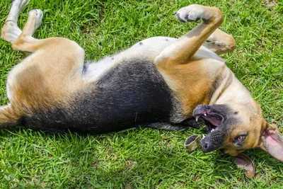 Немецкий дог - описание породы собак: характер, особенности поведения,  размер, отзывы и фото - Питомцы Mail.ru