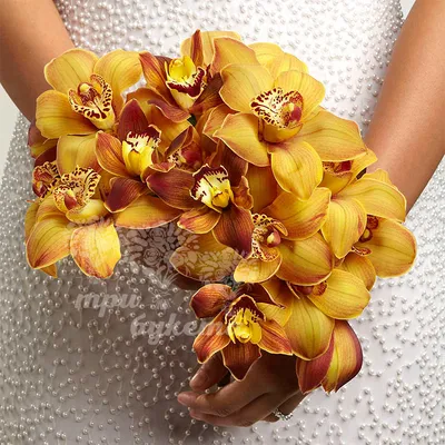 Золотая орхидея фото