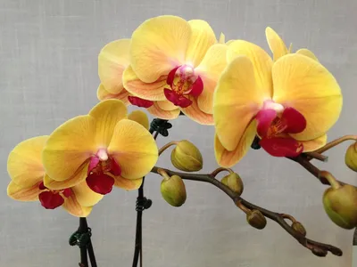 прекрасная золотая орхидея на темном фоне Иллюстрация штока - иллюстрации  насчитывающей орхидея, цветок: 267745586