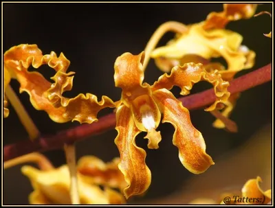 Кондиционер-концентрат для белья BIS Золотая орхидея 900мл купить в  Строймире, доставка из Бийска