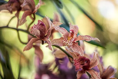 прекрасная золотая орхидея на темном фоне Иллюстрация штока - иллюстрации  насчитывающей цветасто, металл: 267745580