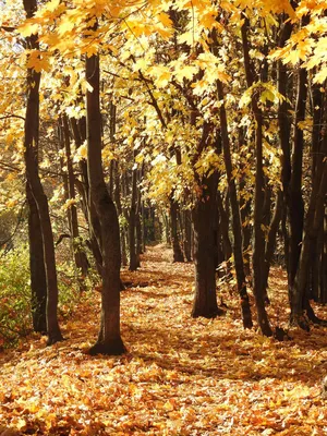 Золотая осень в лесу фото