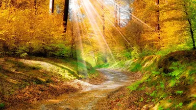 Золотая осень с солнечным светом - Деревья в лесу стоковое фото ©a_taiga  29642995