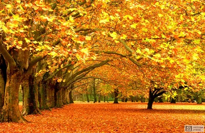 Картинка природа, желтые. лес, листья, пейзаж, золотая осень 1366x768, фото  145809 | Autumn forest, Landscape, Nature wallpaper
