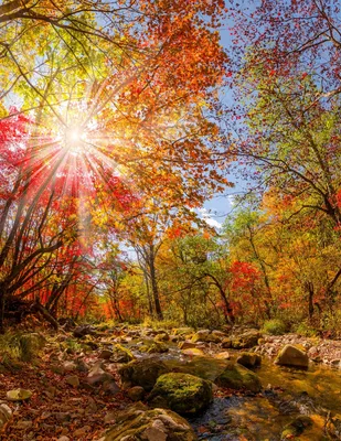 Золотая осень в Битцевском лесу