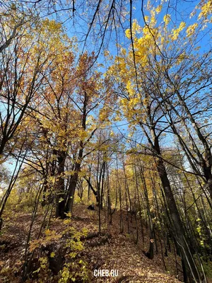 Обои осенний лес - 69 фото